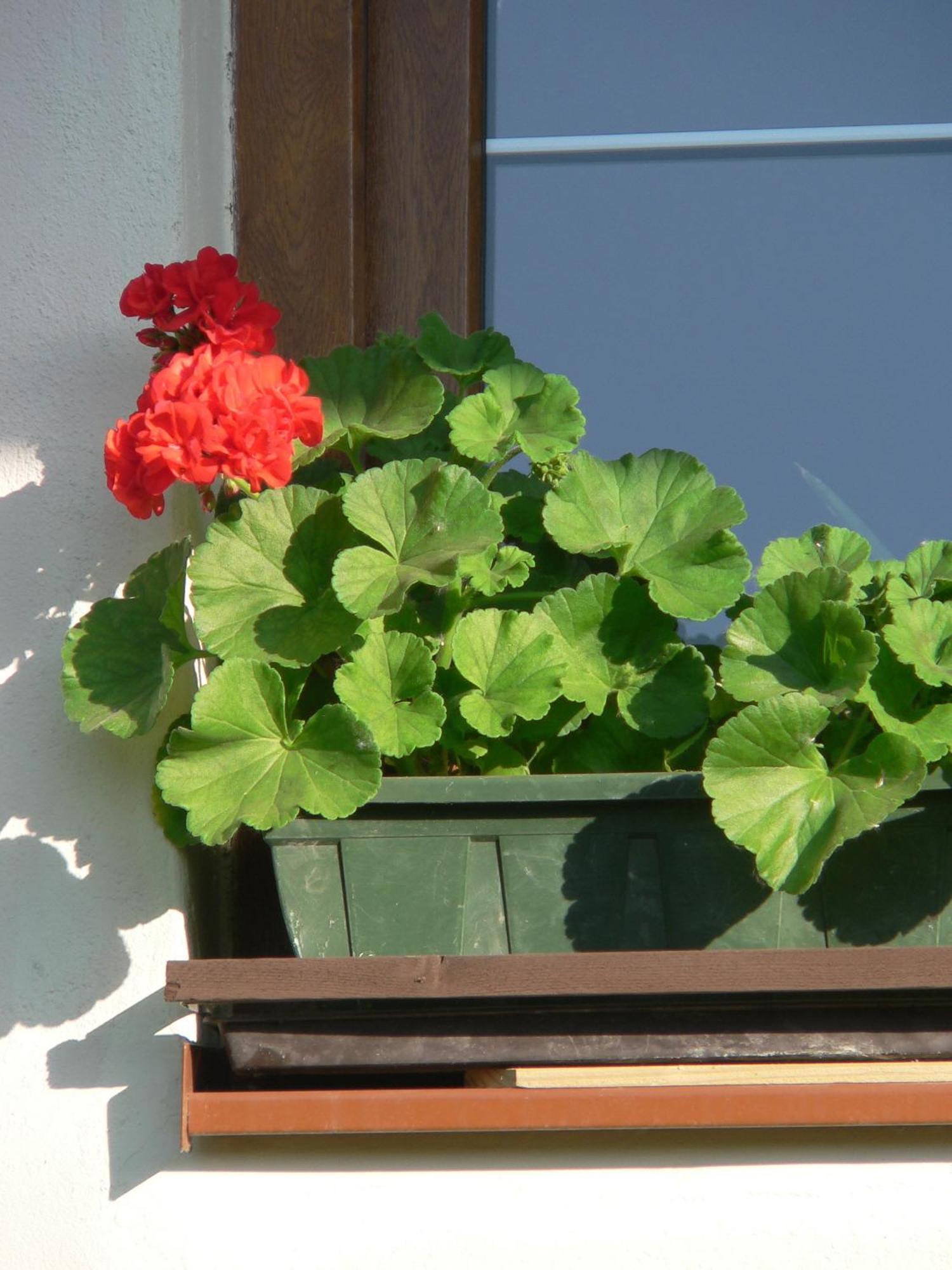 Illes Vendeghaz Hotel Keszthely Luaran gambar